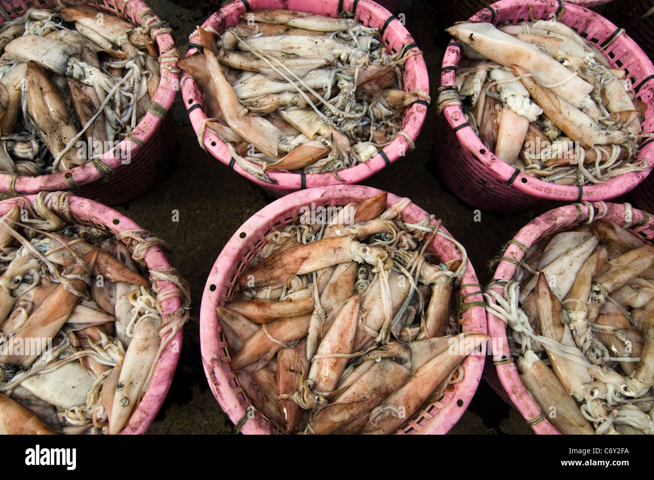 Calmars frais dans des seaux. Banque D'Images