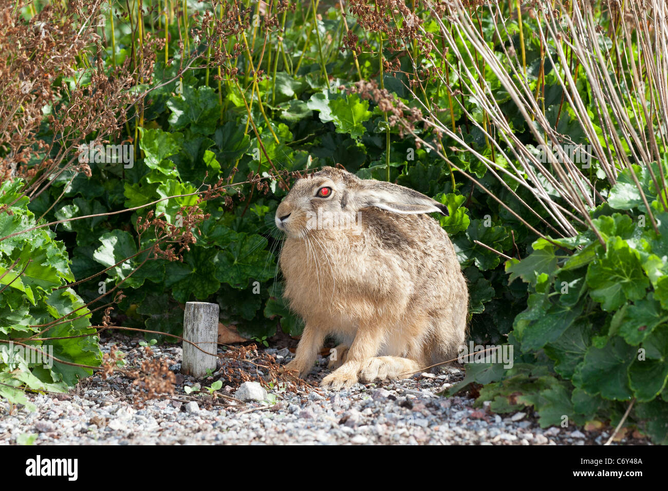 Lièvre, Skogshare (Lepus timidus) Banque D'Images