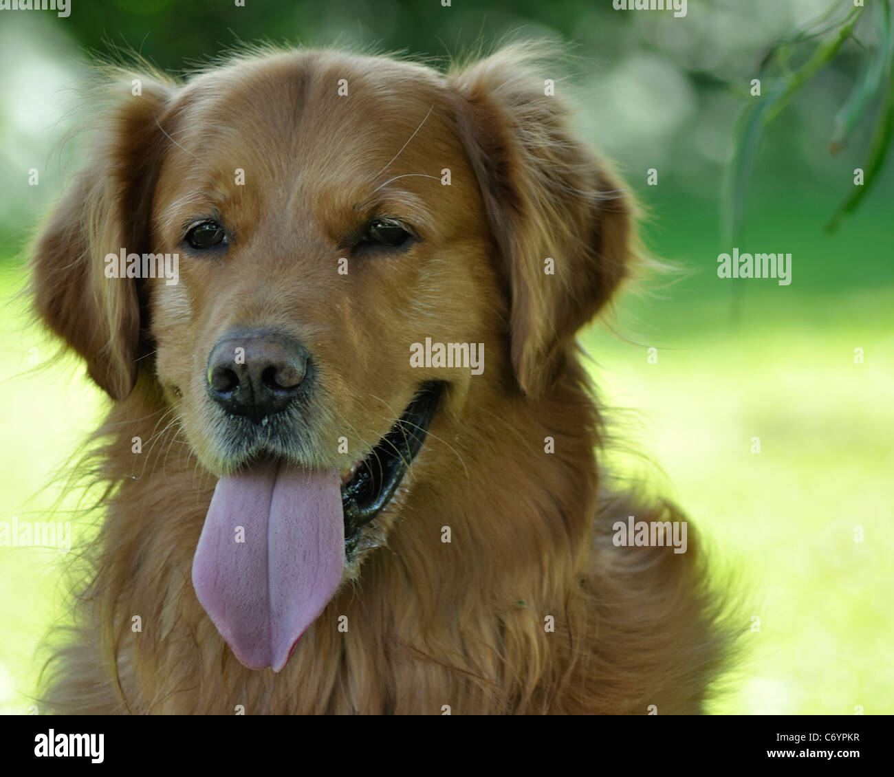 ; Chien Golden Retriever Labrador Retriever ; ; ; vert ; blanc ; animal domestique ; animal ; à l'extérieur ; l'arrière-plan ; race ; à ; close up ; langue maternelle ; Banque D'Images