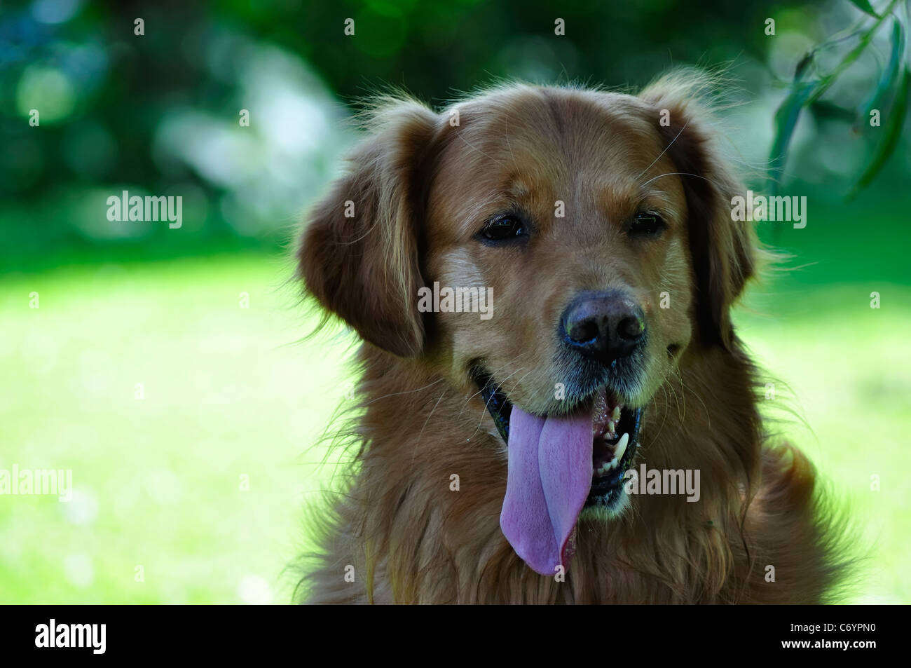 ; Chien Golden Retriever Labrador Retriever ; ; ; vert ; blanc ; animal domestique ; animal ; à l'extérieur ; l'arrière-plan ; race ; à ; close up ; langue maternelle ; Banque D'Images