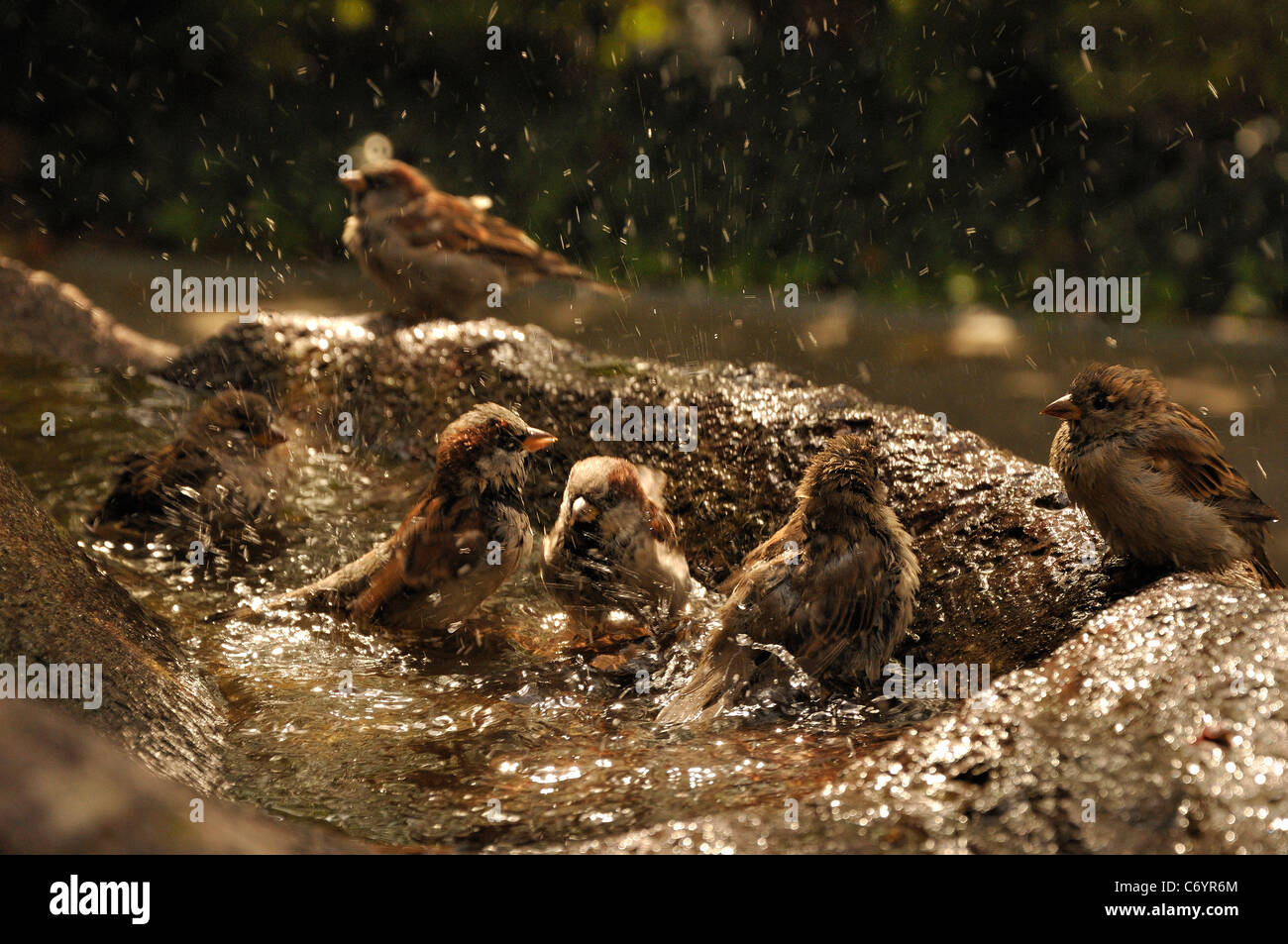 Animal, animaux, baignoire, beau, beauté, oiseau, Banque D'Images