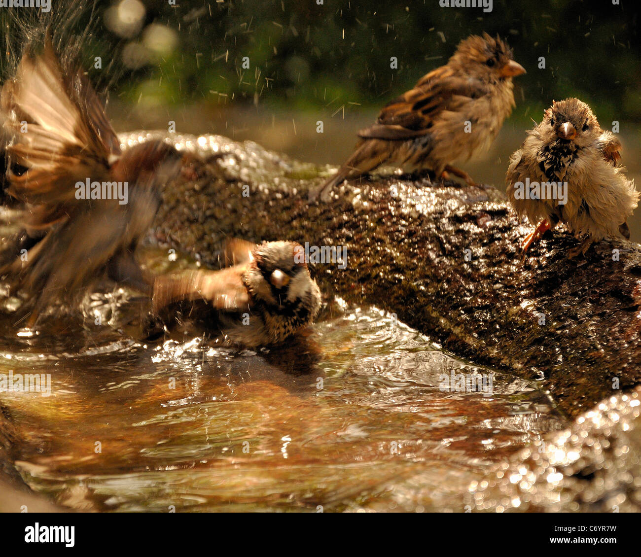 Animal, animaux, baignoire, beau, beauté, oiseau, Banque D'Images