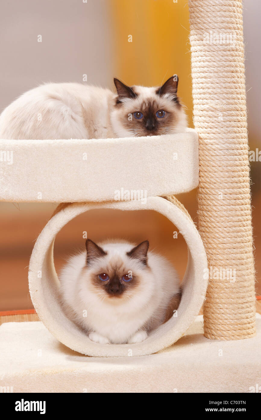 Les Chats Sacre De Birmanie Seal Point Et De Chocolat Point Birman Arbre De Chat Photo Stock Alamy