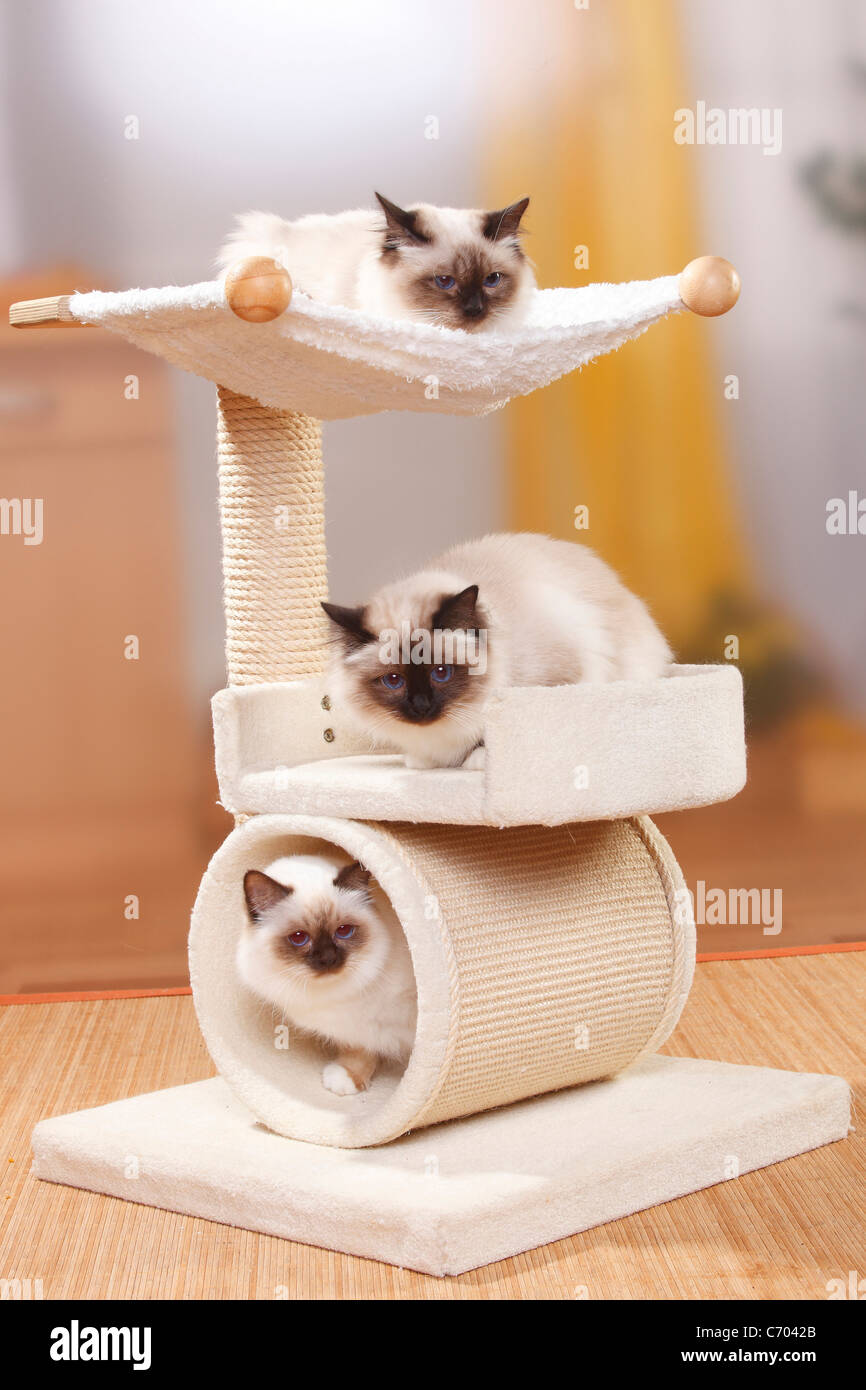 Les Chats Sacre De Birmanie Seal Point Et De Chocolat Point Birman Arbre De Chat Photo Stock Alamy