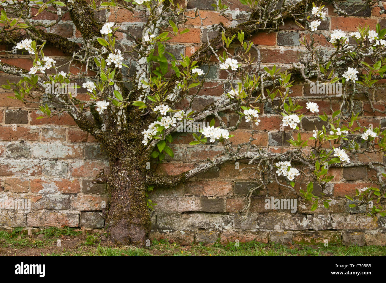 La délicate fleur blanche d'un Apple espalier formé contre un mur de briques datant de 18th ans à la maison de Rousham à Oxfordshire, en Angleterre Banque D'Images