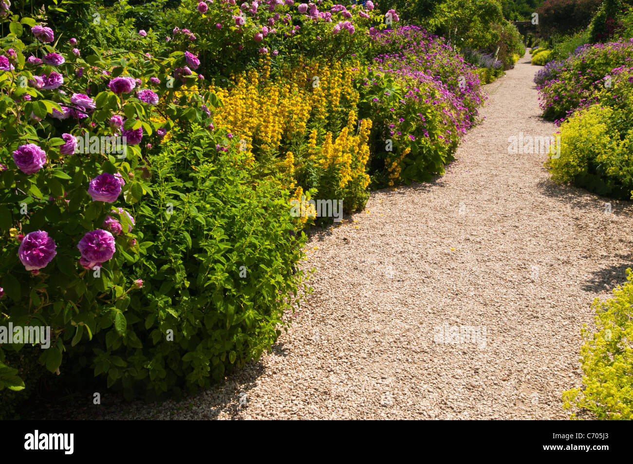 Une longue et large allée de graviers bordée de fleurs herbacées colorées dans le jardin clos, Rousham House, Oxfordshire en Angleterre Banque D'Images