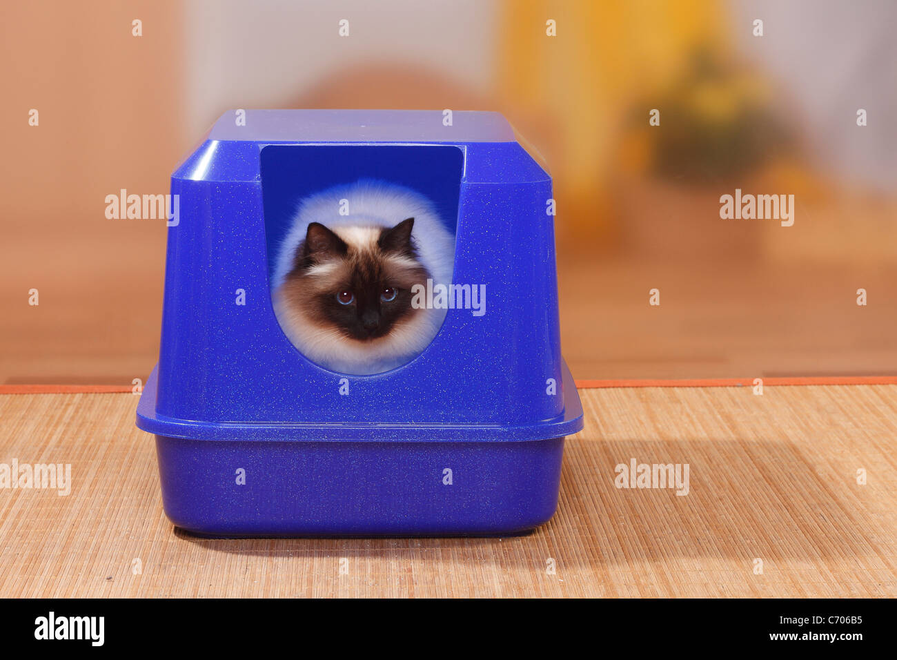 Chat Sacre De Birmanie Seal Point Sur Les Toilettes De Chat Birman Photo Stock Alamy