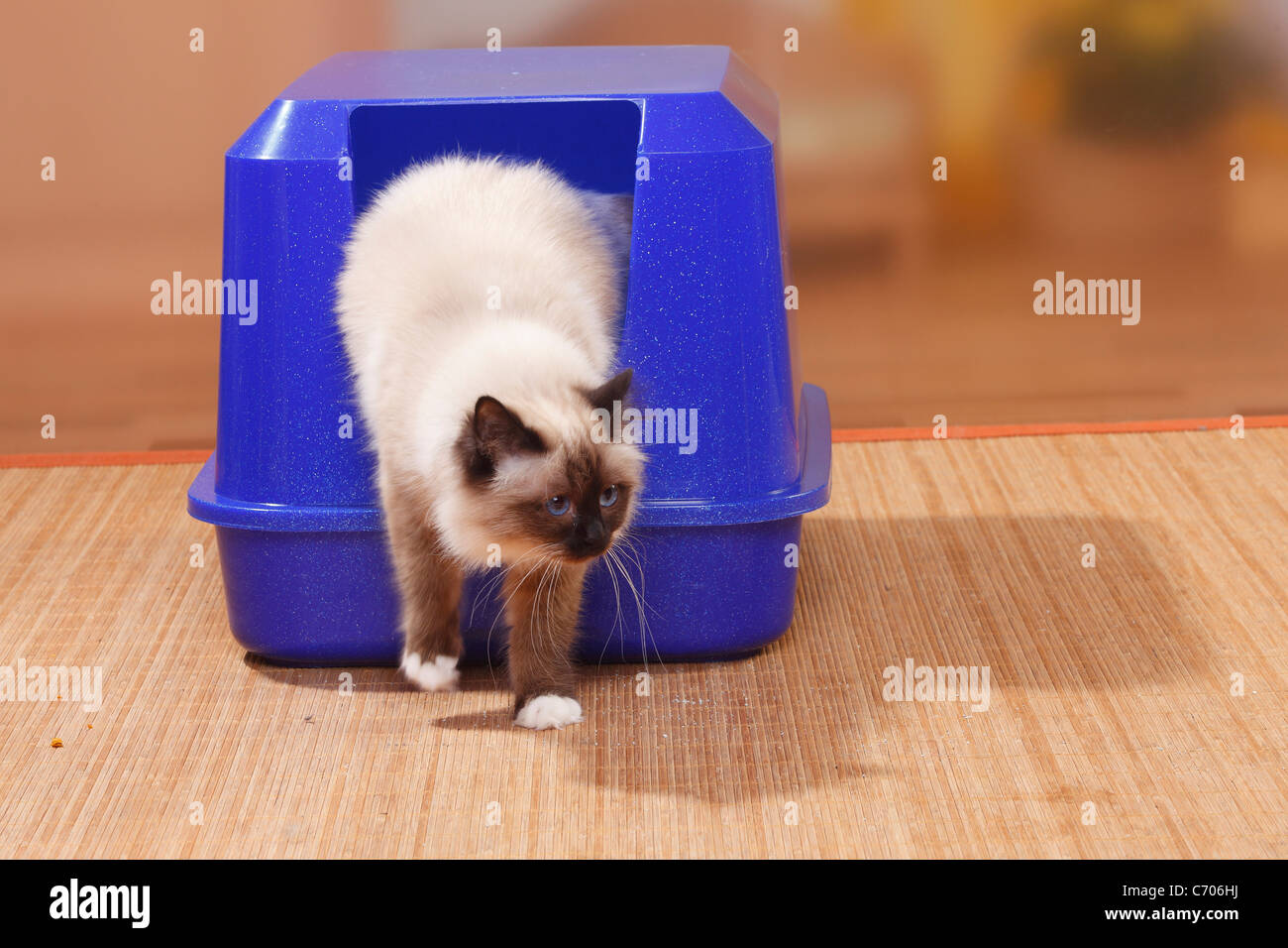 Chat Sacré de Birmanie, seal-point, sur les toilettes de chat Birman / Banque D'Images