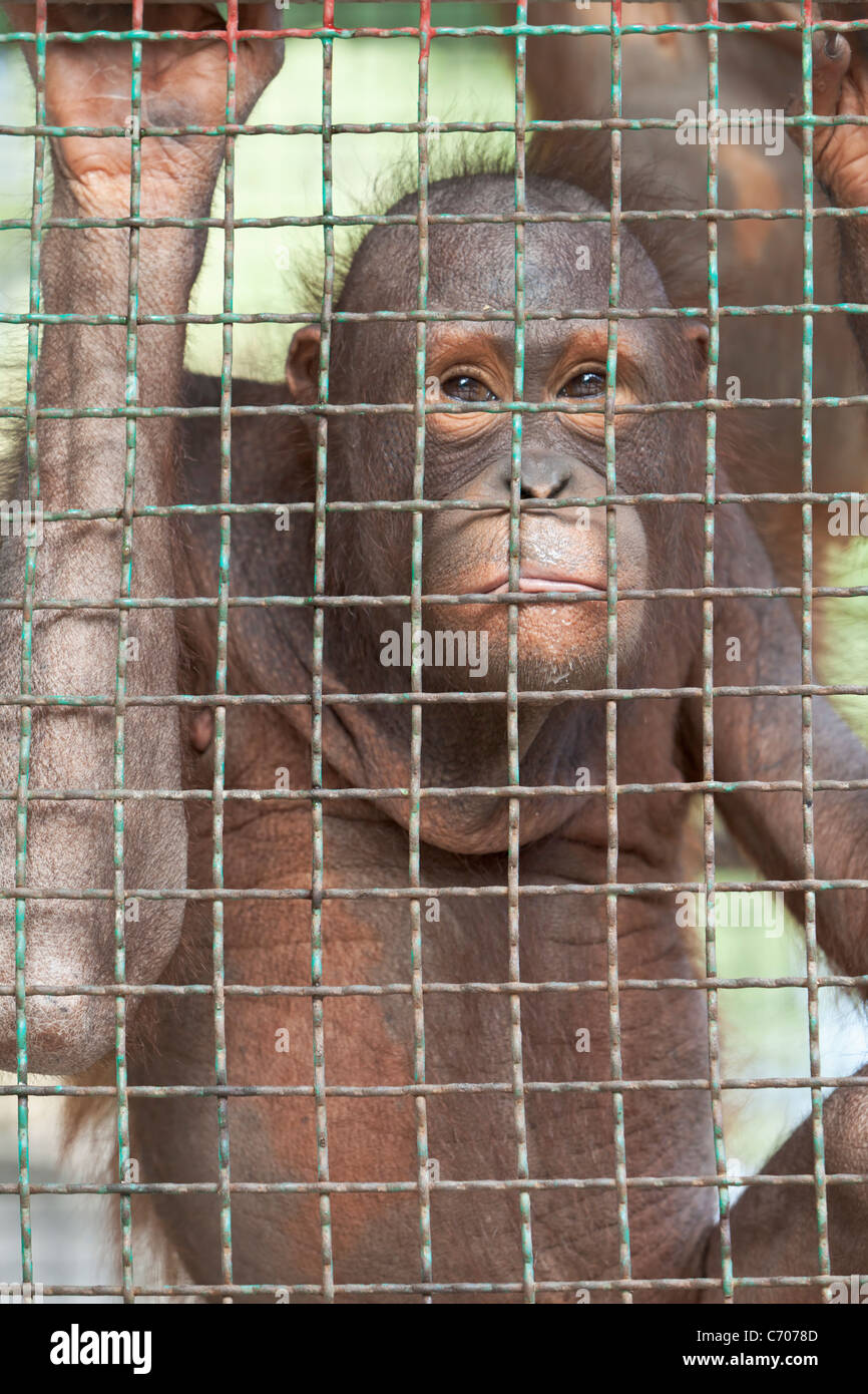 Orang-outan derrière une cage de zoo. Banque D'Images