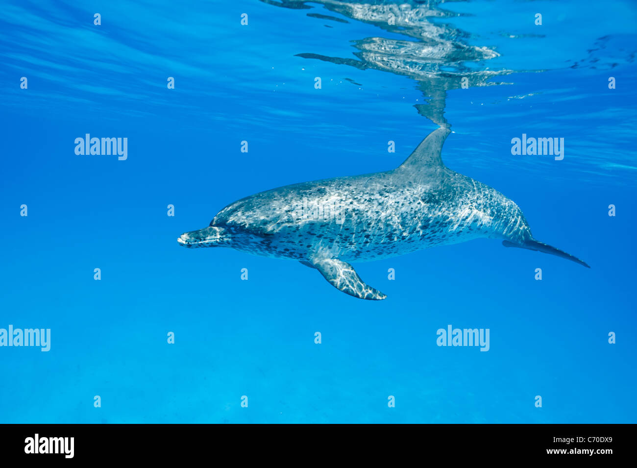 Dauphin tacheté de l'Atlantique, Stenella frontalis, Fleckendelfin Atlantischer dauphins adultes North Bimini Bahamas sauvage et libre Banque D'Images