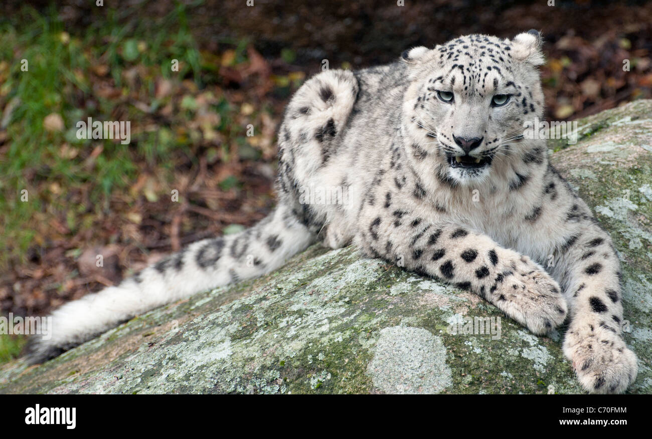 Couché sur Snow Leopard rock Banque D'Images