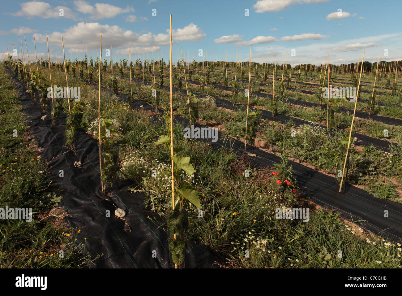 Les jeunes plantes de vin, Halfpenny Green vinyard, Staffordshire, Royaume-Uni Banque D'Images