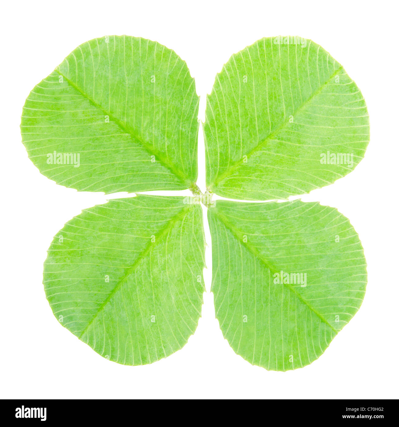 Trèfle à quatre feuilles shamrock Banque D'Images