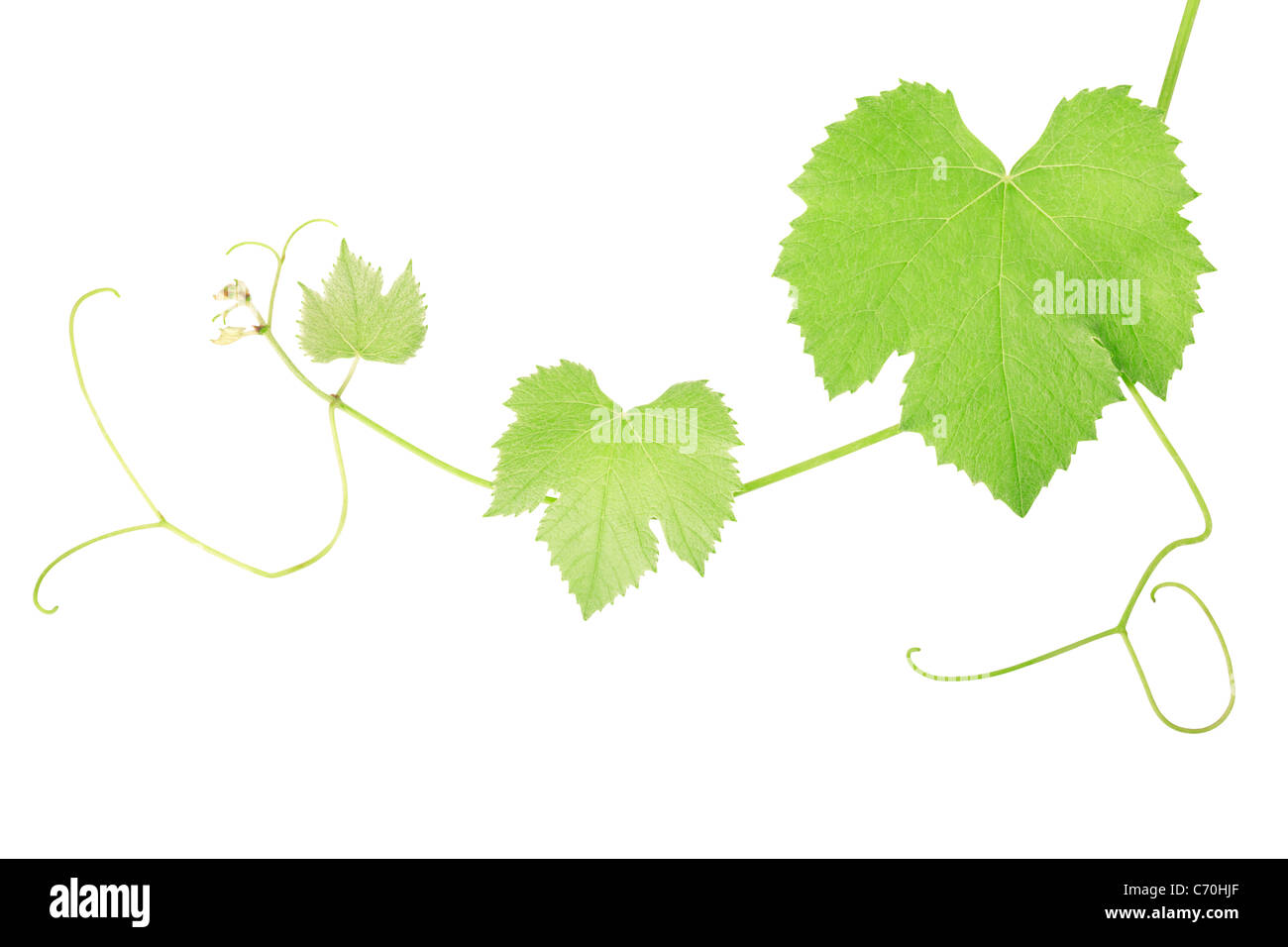 Les feuilles de vigne Banque D'Images