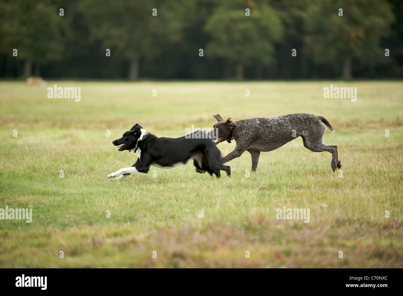 Un pointeur allemand chasse après un Border Collie Banque D'Images