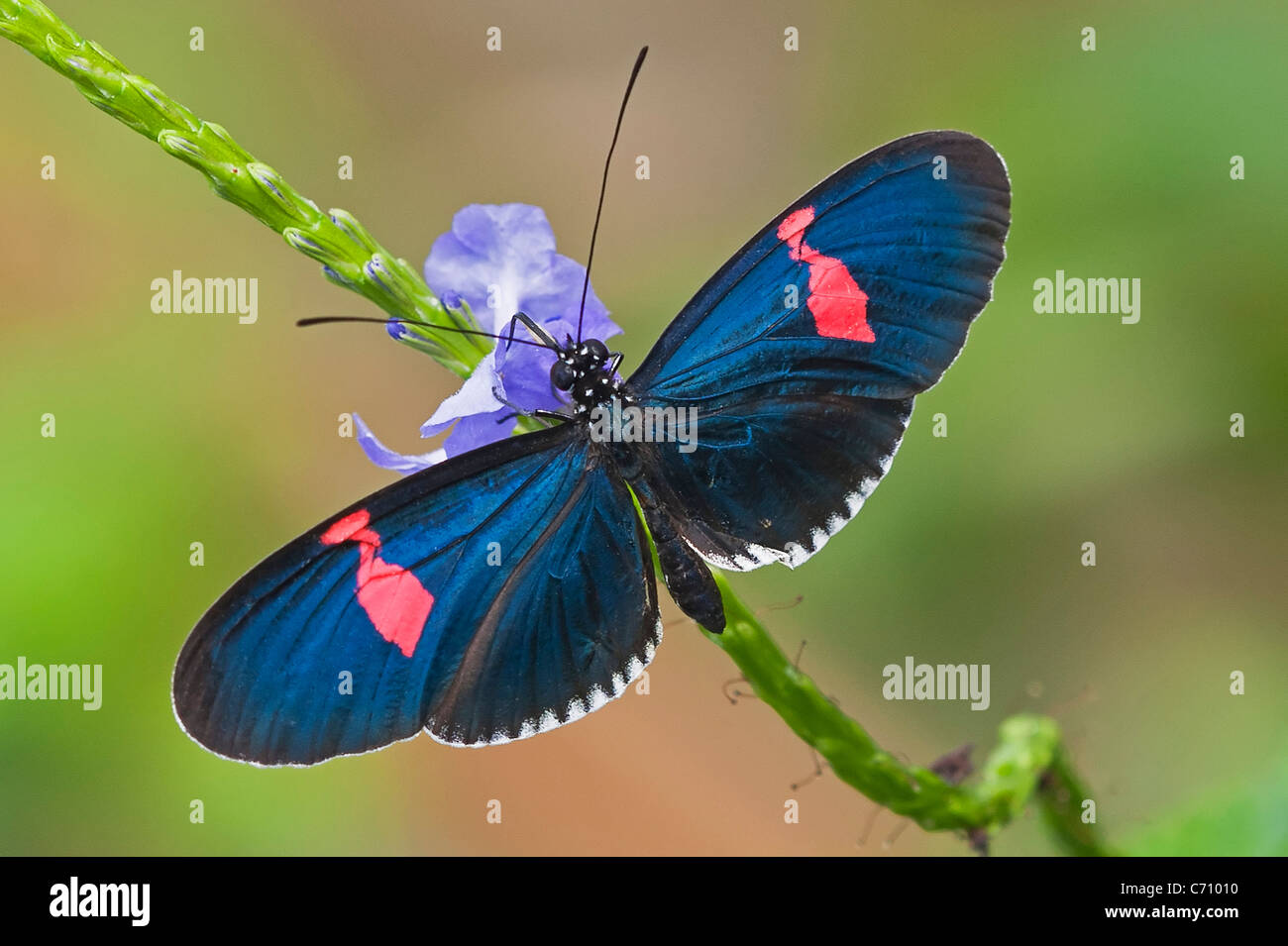 Heliconius erato alimentation cyrbia Banque D'Images