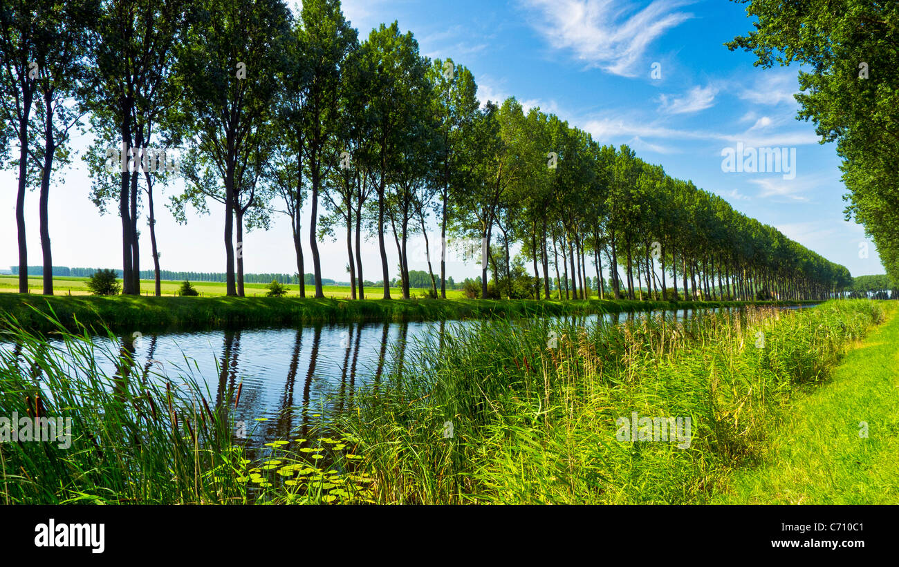 Canal Damse Vaart bordé d'arbres près de Sluis Pays-Bas Banque D'Images