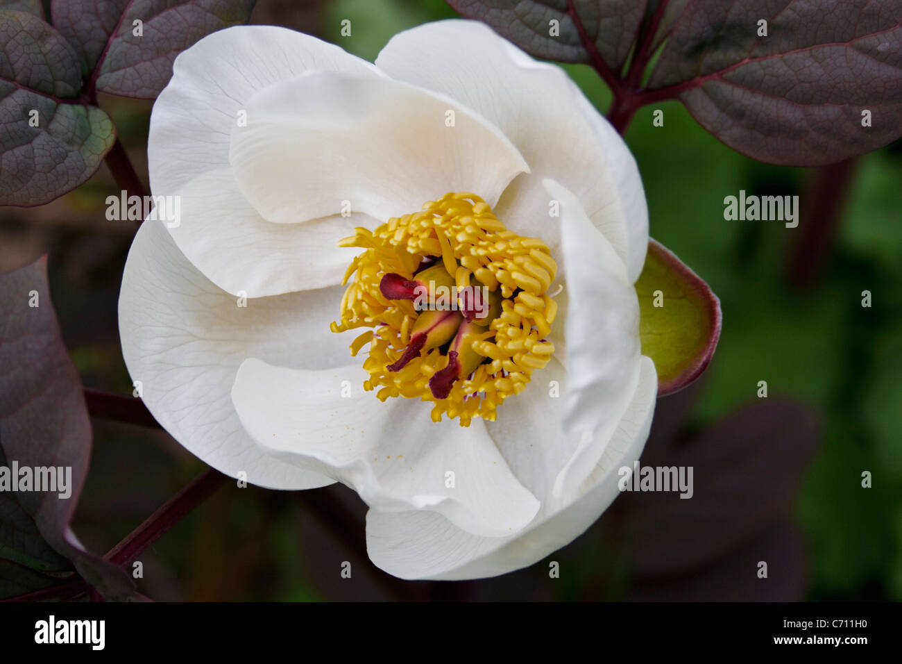 Pivoine blanche Paeonia obvata var.alba Banque D'Images