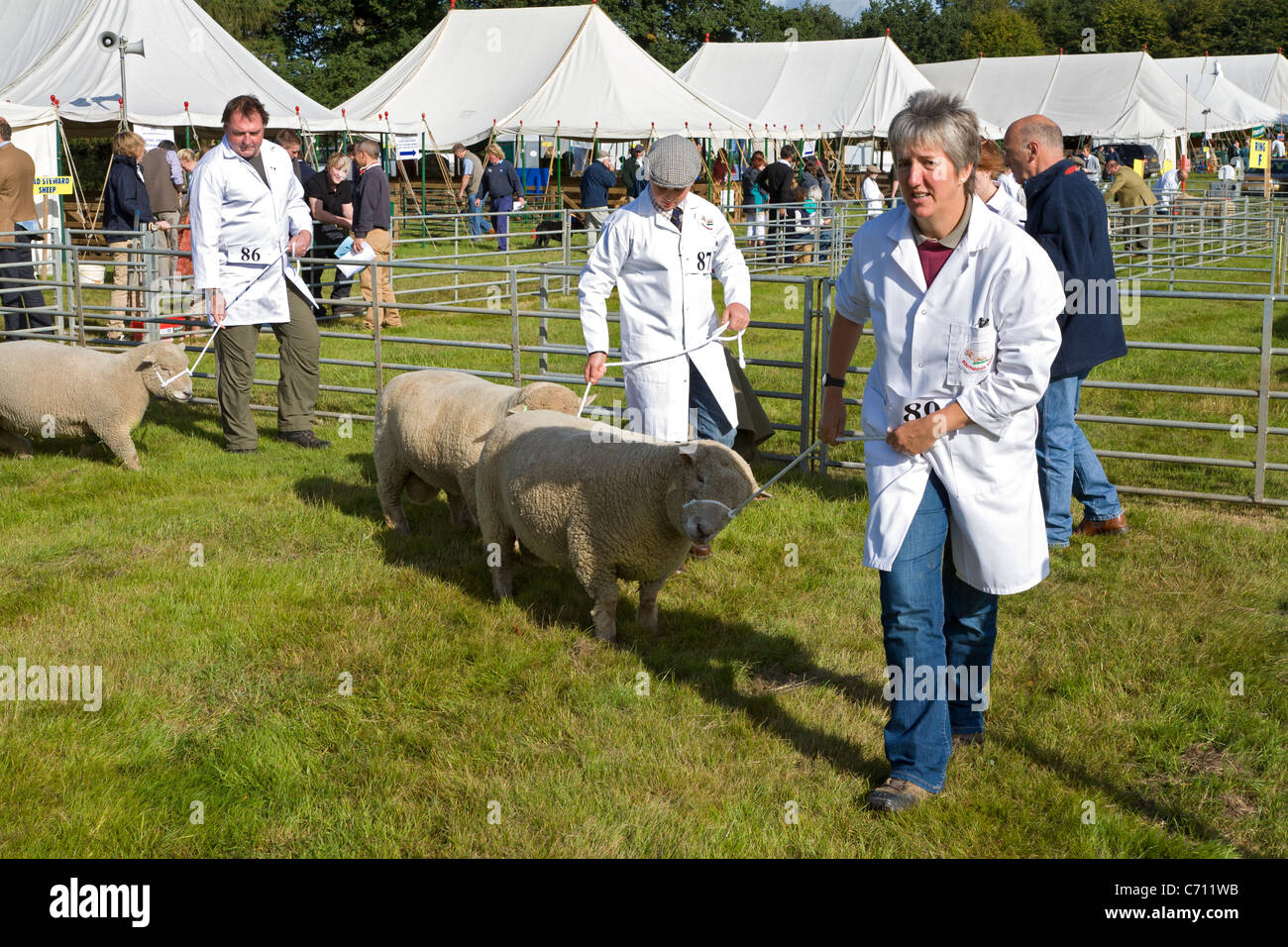 Moutons dans les meilleures races de venus sont led autour du ring parade avant de juger. 2011 Aylsham Show agricole, Norfolk, Royaume-Uni. Banque D'Images