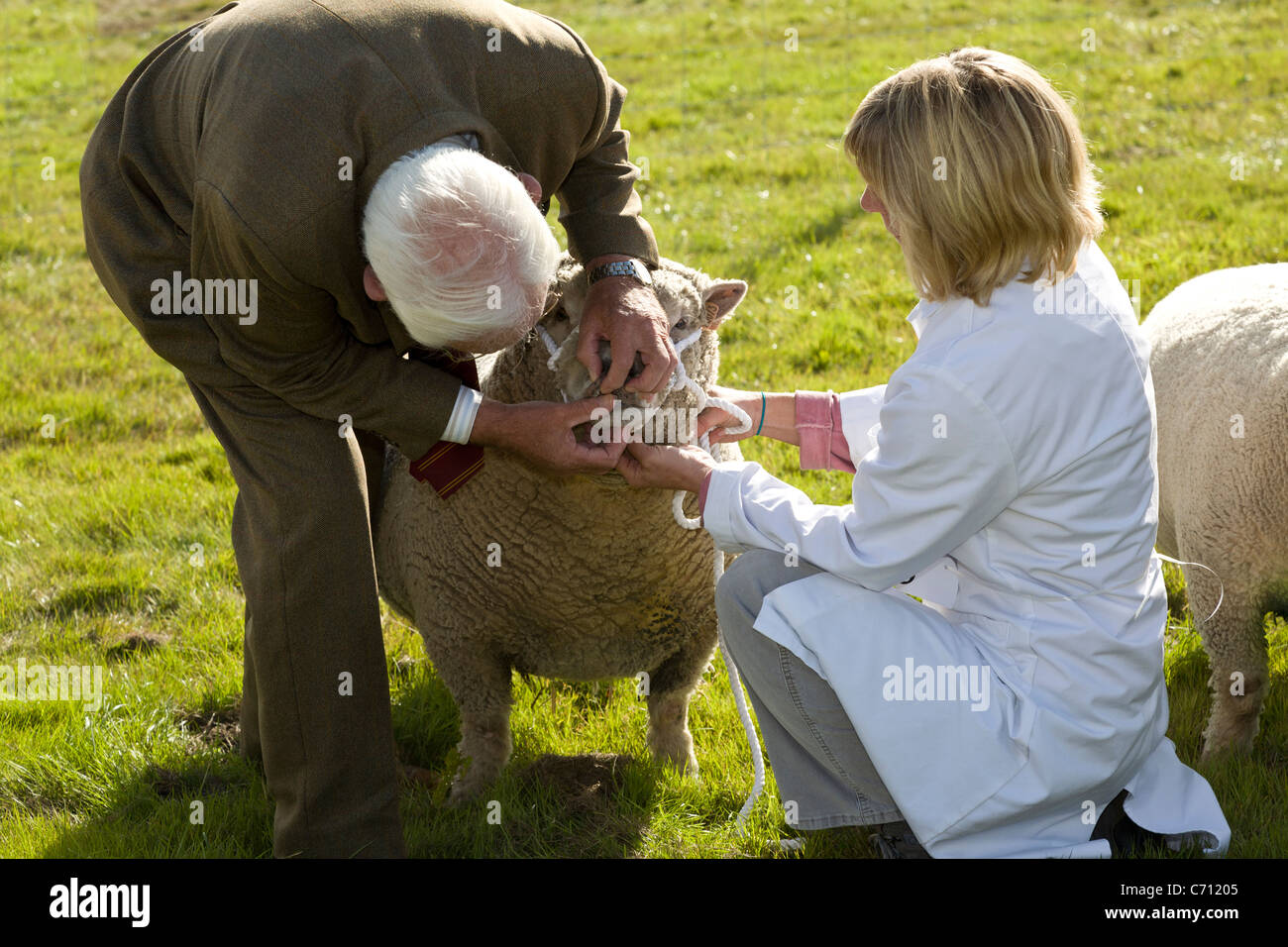 Un juge dans le meilleur des races de moutons concours vérifie la denture d'un participant. Le salon de l'agriculture 2011 Aylsham, Norfolk, Royaume-Uni. Banque D'Images