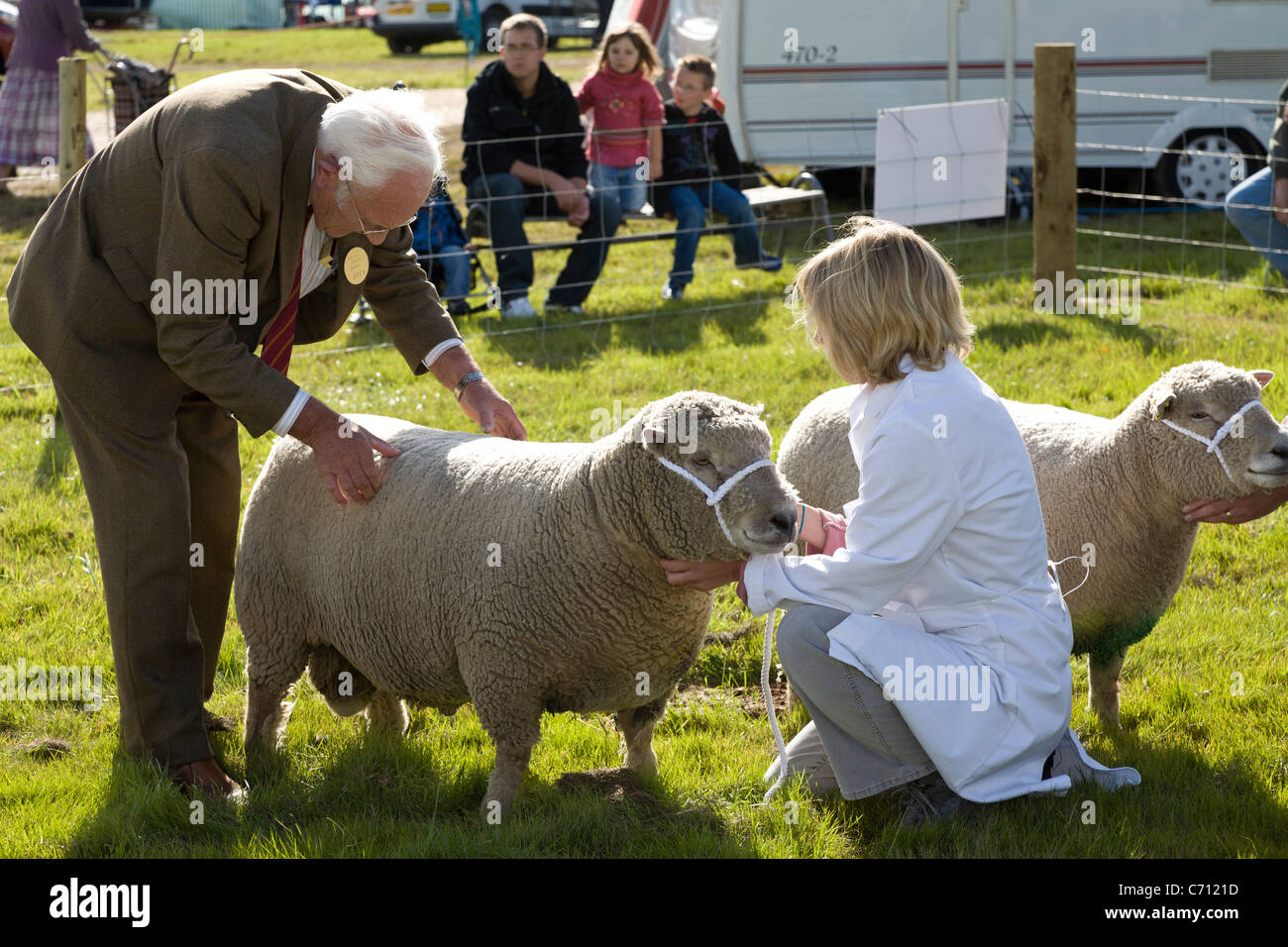 Un juge dans la meilleure des races pour la concurrence des moutons vérifie un participant. Le salon de l'agriculture 2011 Aylsham, Norfolk, Royaume-Uni. Banque D'Images