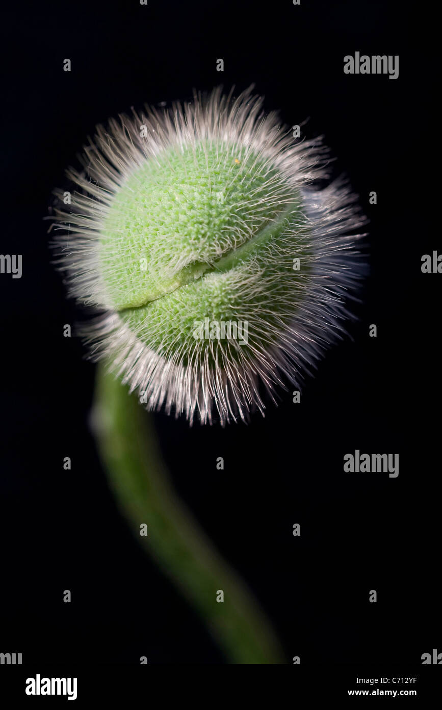 Papaver orientale, pavot d'Orient, objet vert, fond noir Banque D'Images