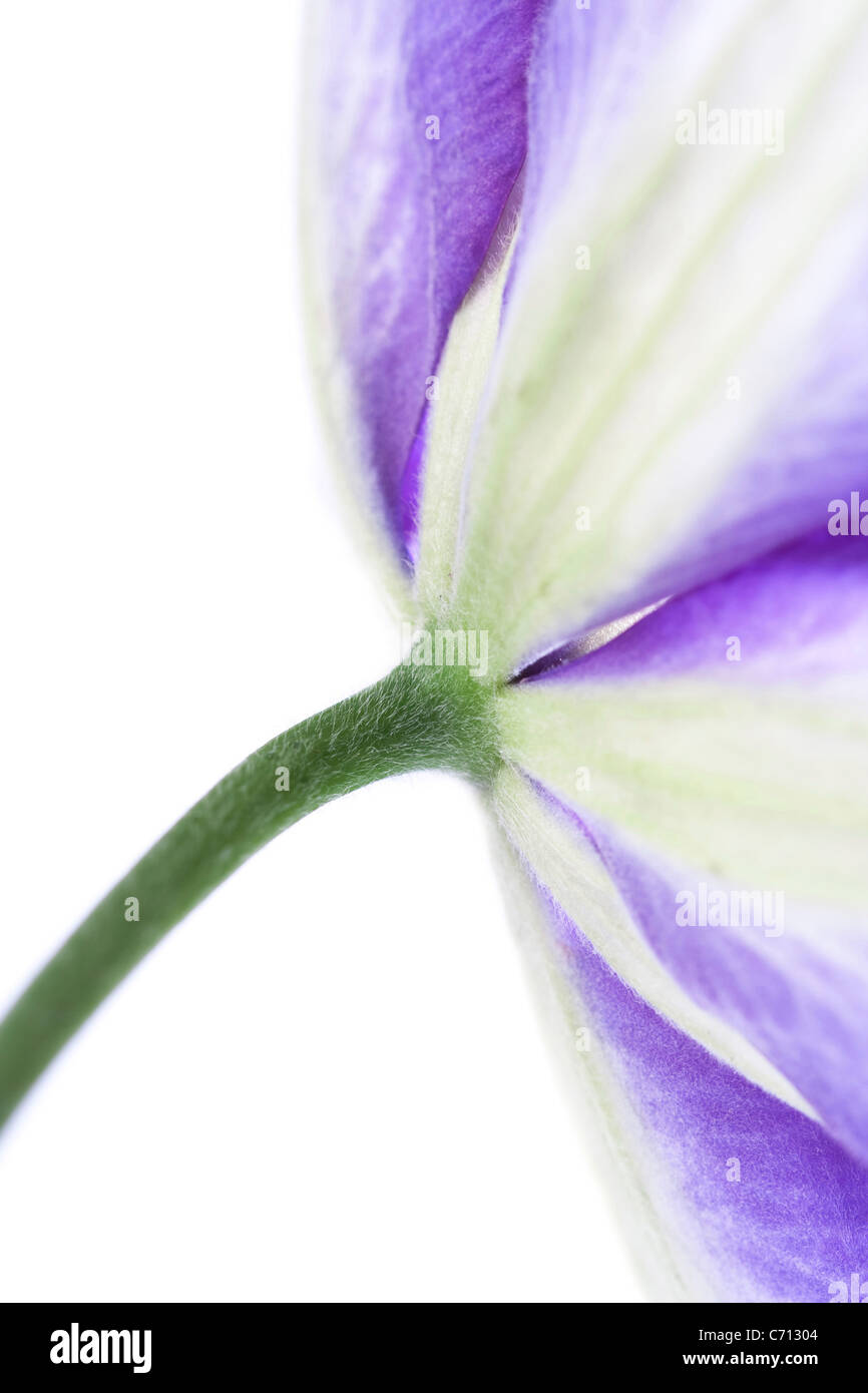 Clématite, fleur bleue détail objet, fond blanc Banque D'Images