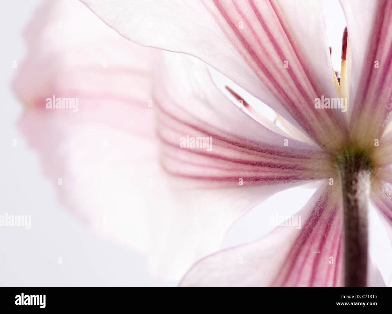 Clématite, fleur rose détail objet, fond blanc Banque D'Images