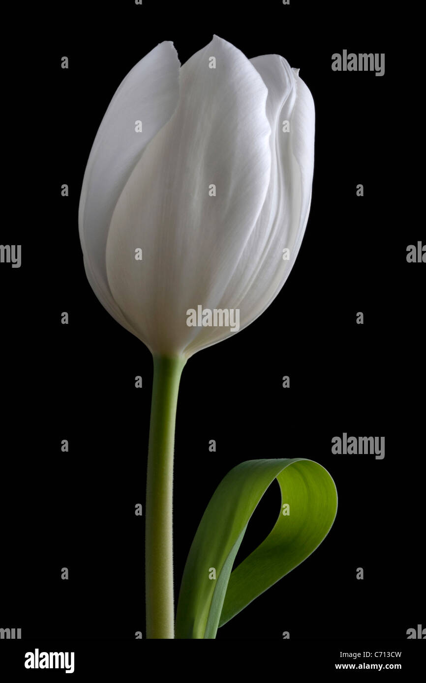 Tulipa, tulipe, fleur blanche unique objet, fond noir Banque D'Images
