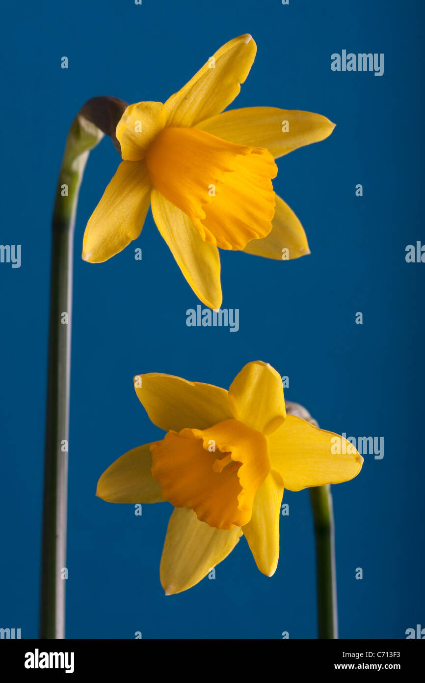 Narcissus 'tête à tête', jonquille, fleur jaune, sous réserve, sur fond bleu Banque D'Images