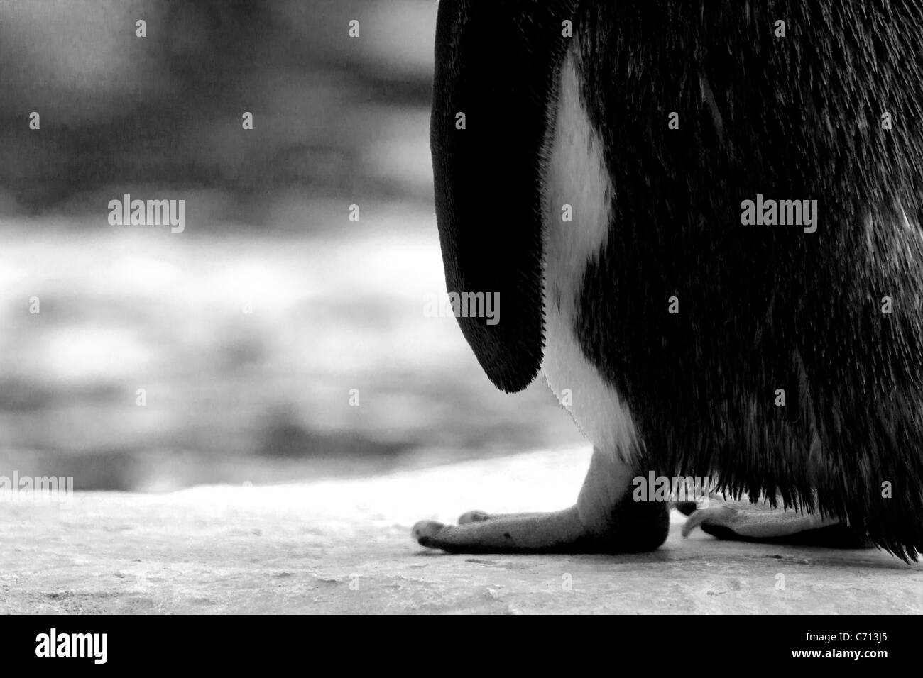 Une image en noir et blanc d'un pingouins du Zoo de Londres à pieds Banque D'Images