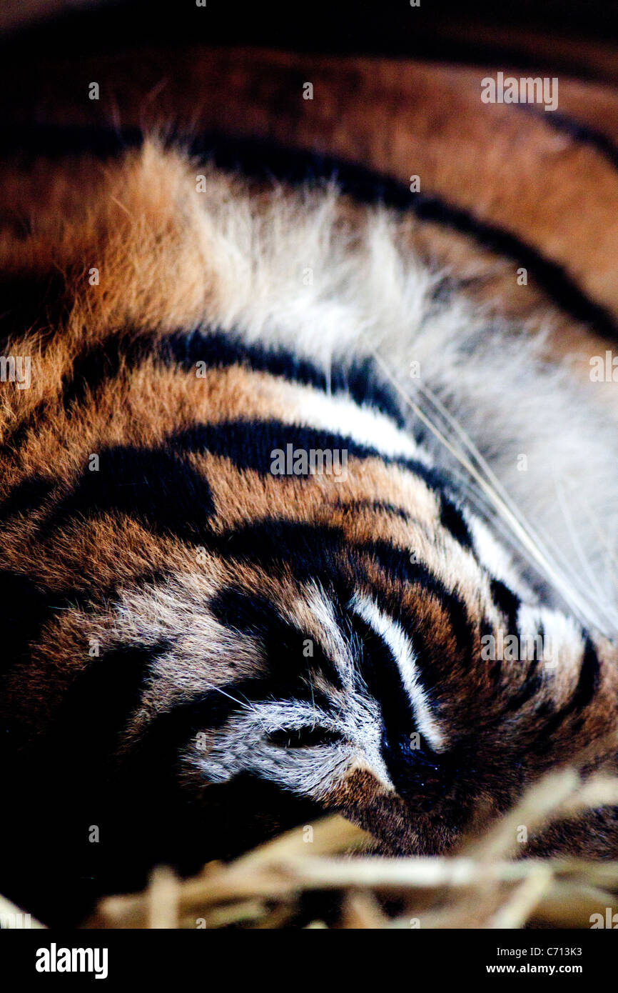 Dans cette photo il y a un tigre adultes pris avec avec autant de son patron que je peux montrer pour faire ressortir ses couleurs exceptionnelles. Banque D'Images