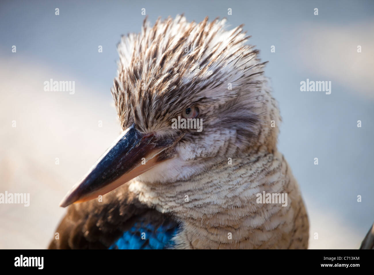 Kookaburra Dacelo novaeguineae Kingfisher d'Australie avec un regard amusé Banque D'Images