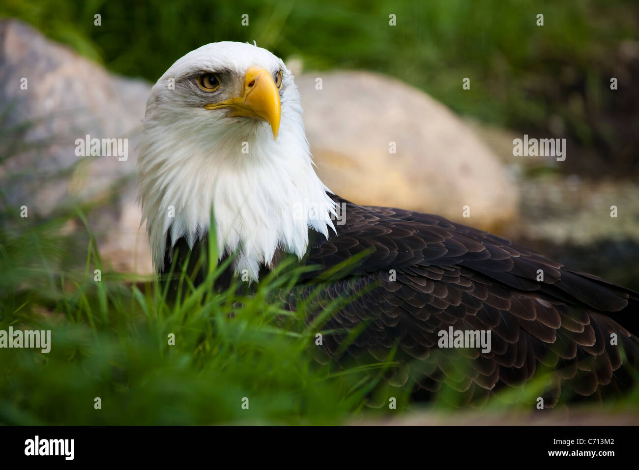 Le Pygargue à tête blanche w intention look et natural background Banque D'Images