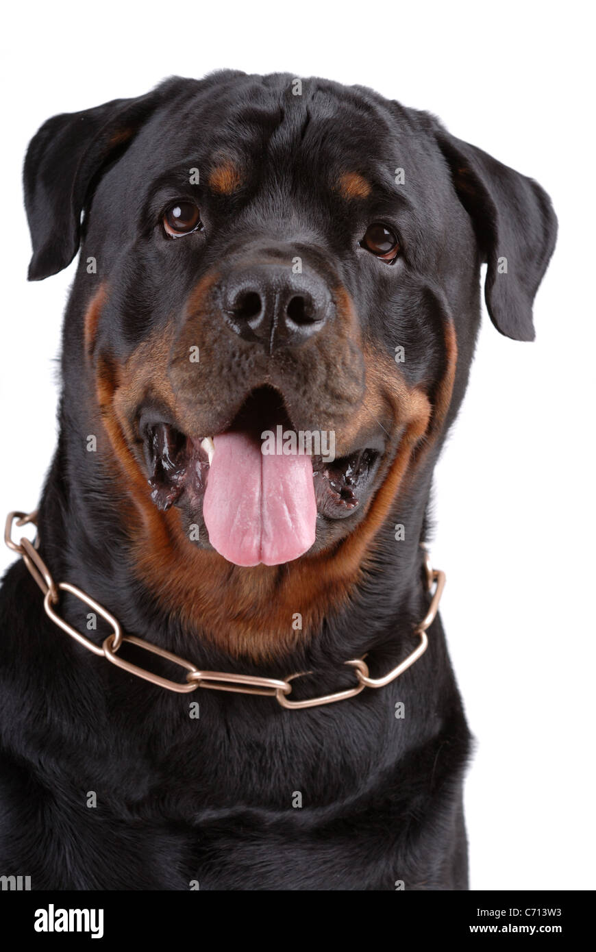 Rottweiler dog on white Banque D'Images