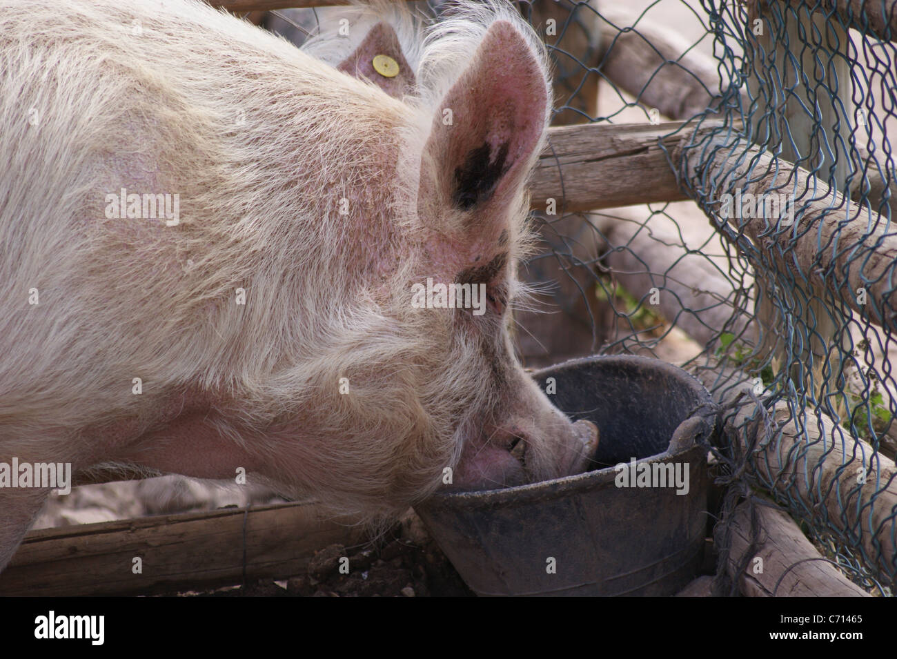 Cochon ANIMAL DE BASSE-COUR Banque D'Images