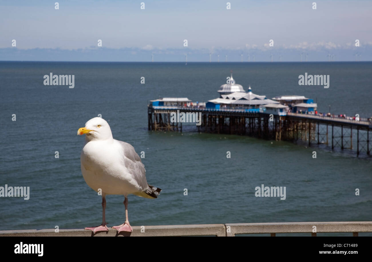 Seagull perché sur la balustrade avec jetée de Llandudno en arrière-plan Banque D'Images