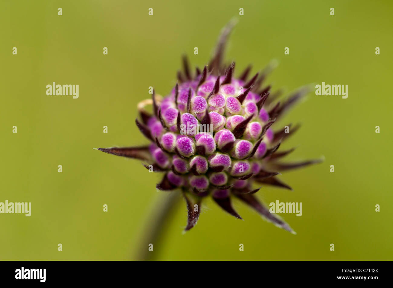 Devil's bit scabious (succisa pratensis) Banque D'Images