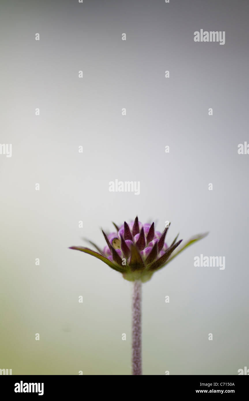 Devil's bit scabious (succisa pratensis) Banque D'Images