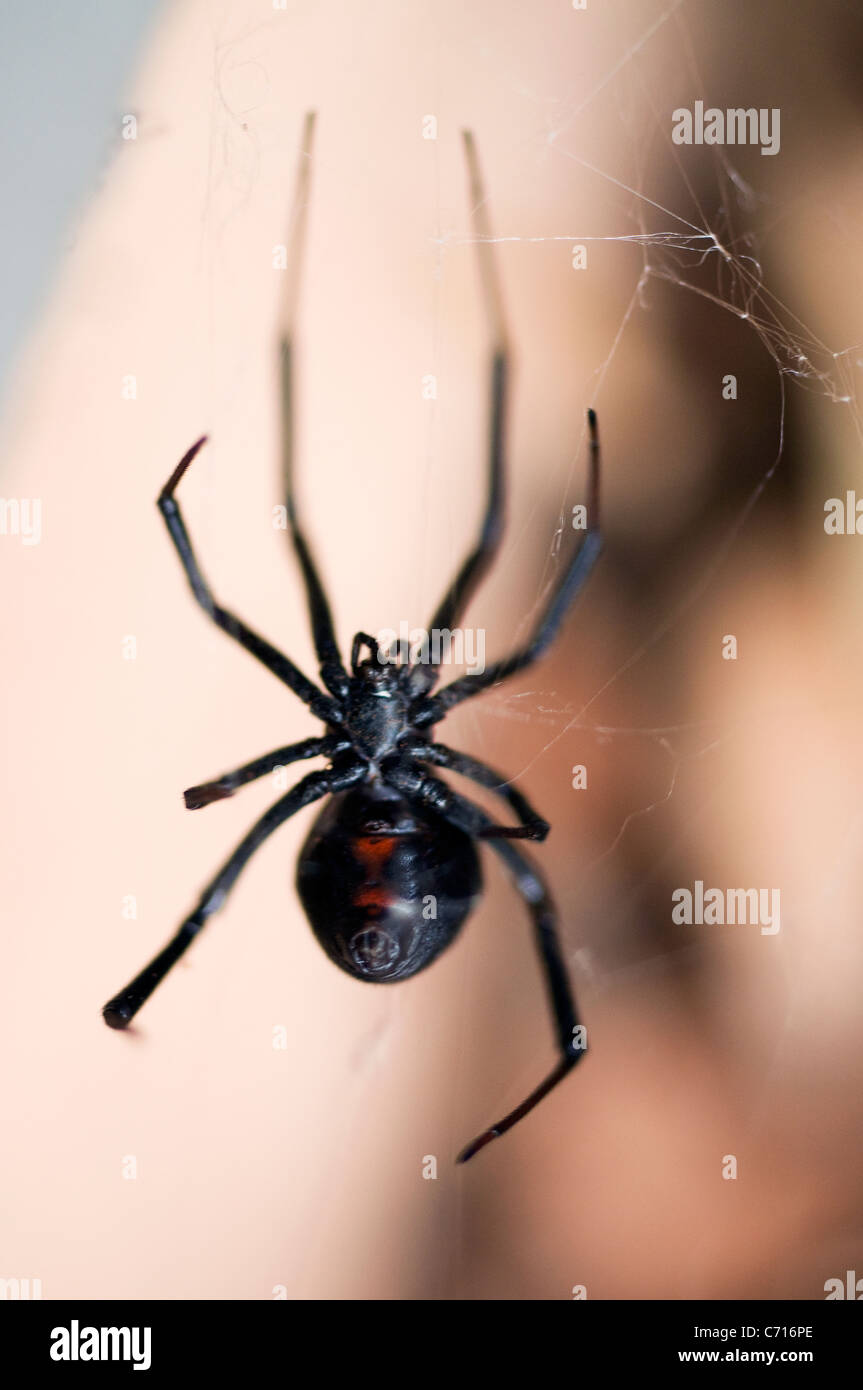 Arachnide araignée veuve noire noir Banque D'Images