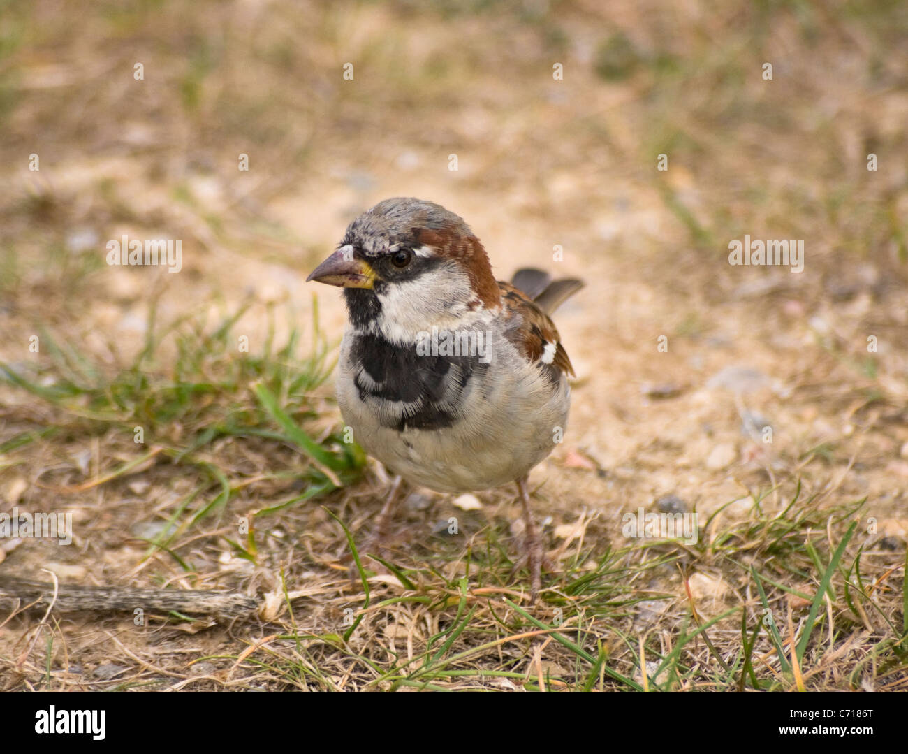 Sparrow Banque D'Images