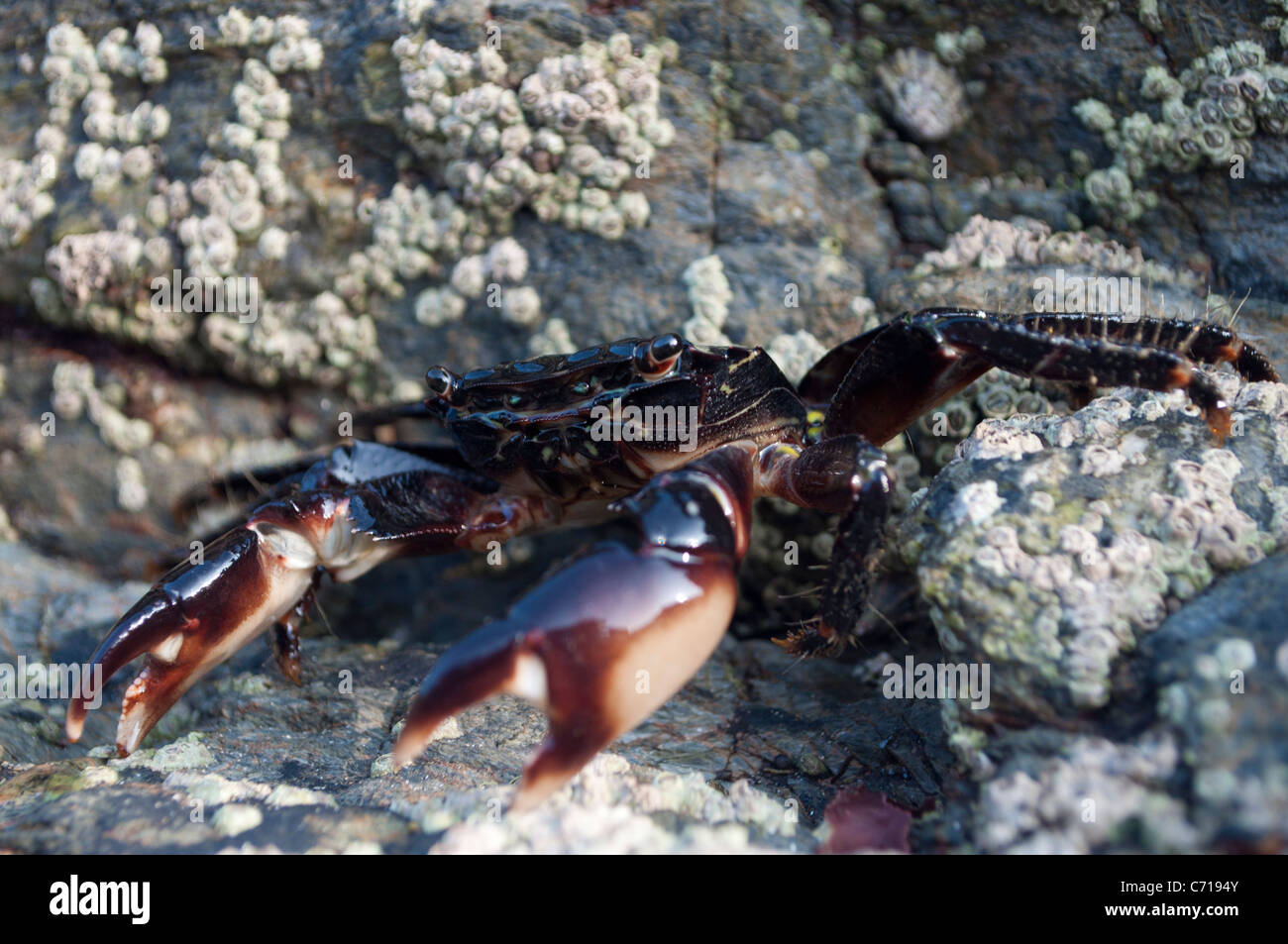 Le premier crabe marbré à enregistrer à Cornwall Banque D'Images