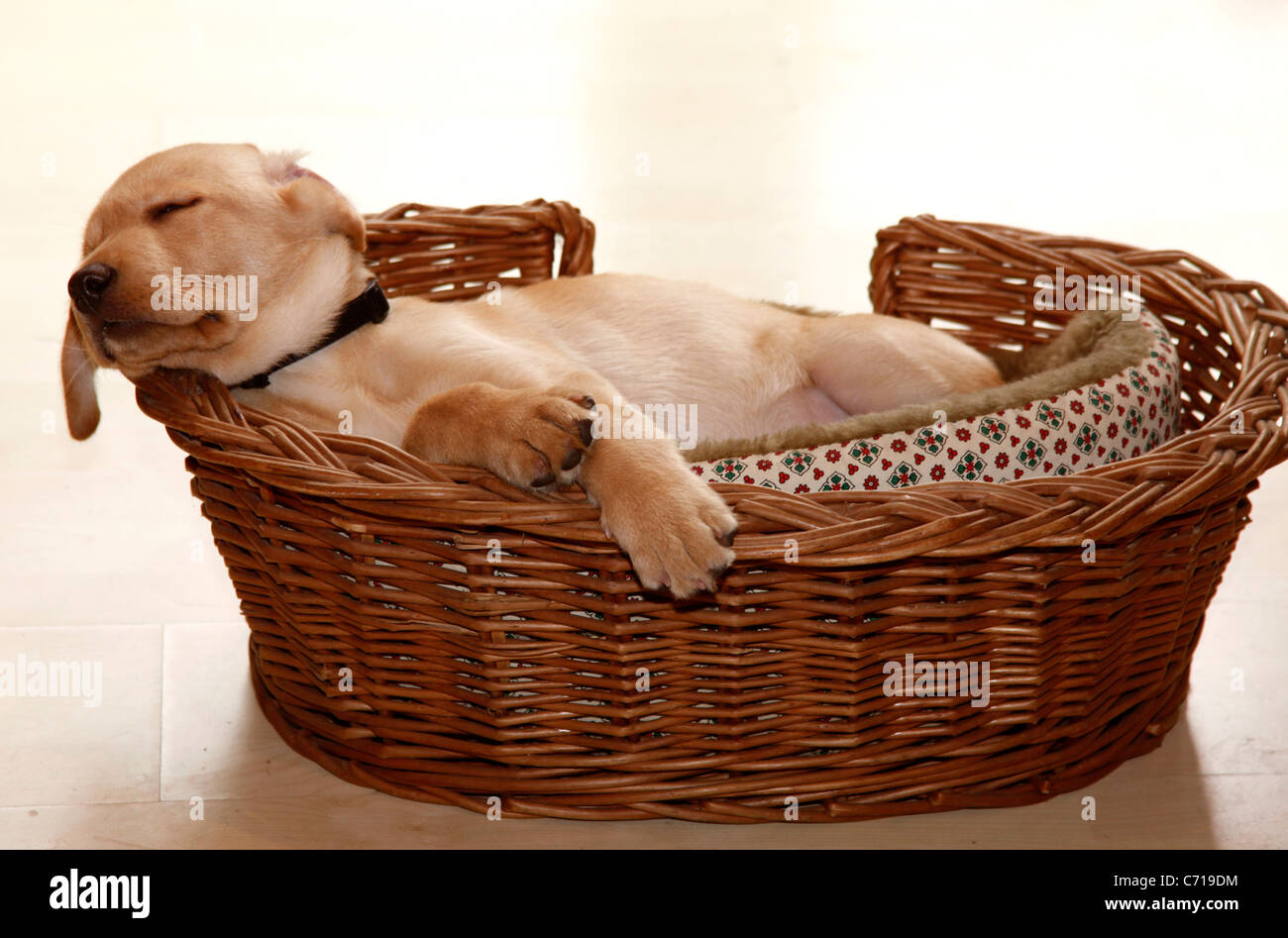 Golden Labrador, chiot endormi dans panier. Tête et pattes traînant sur le  bord du panier Photo Stock - Alamy