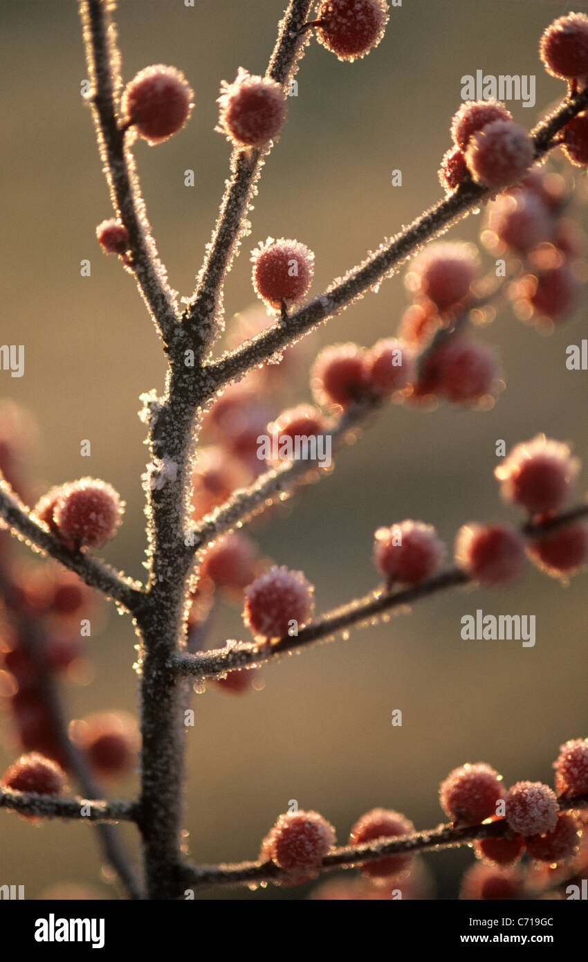 L'Ilex verticillata, des baies de houx de givre sur la branche, l'objet rouge, Banque D'Images