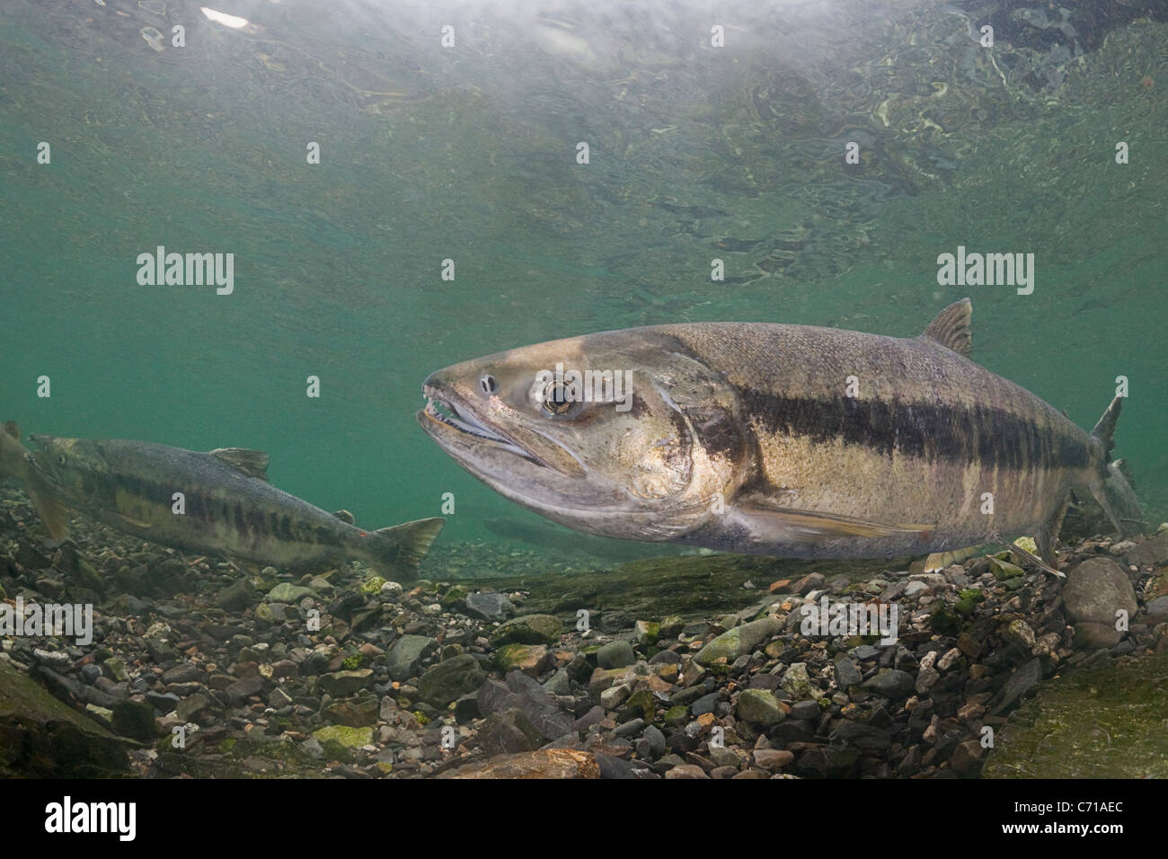 Saumon kéta, le saumon, le saumon keta silverbrite, ou saumon, Oncorhynchus keta, en cours d'eau de frai, Prince William Sound, Alaska Banque D'Images