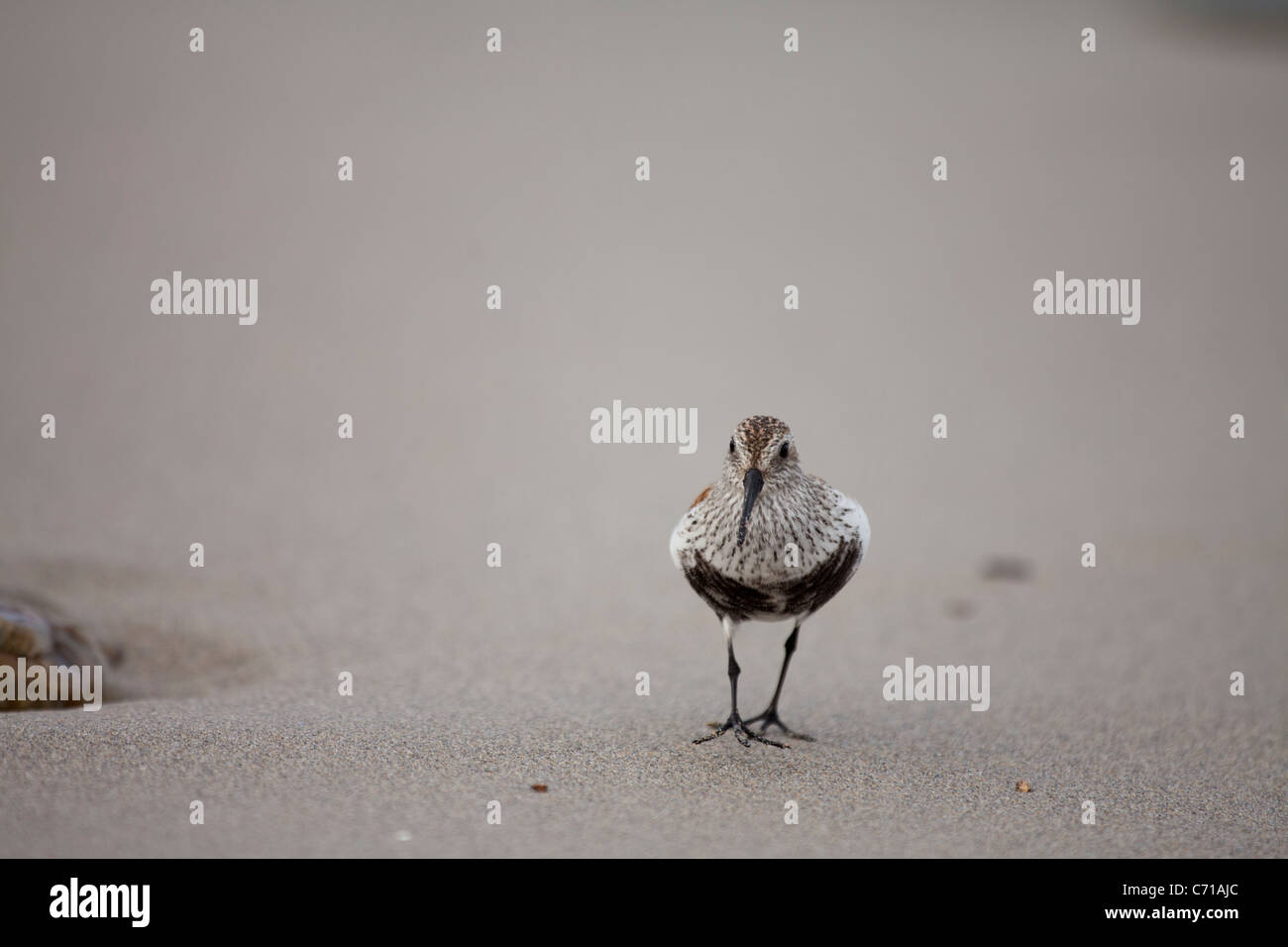 Le bécasseau variable - Calidris alpina-, Ribadeo, Galice, Espagne Banque D'Images