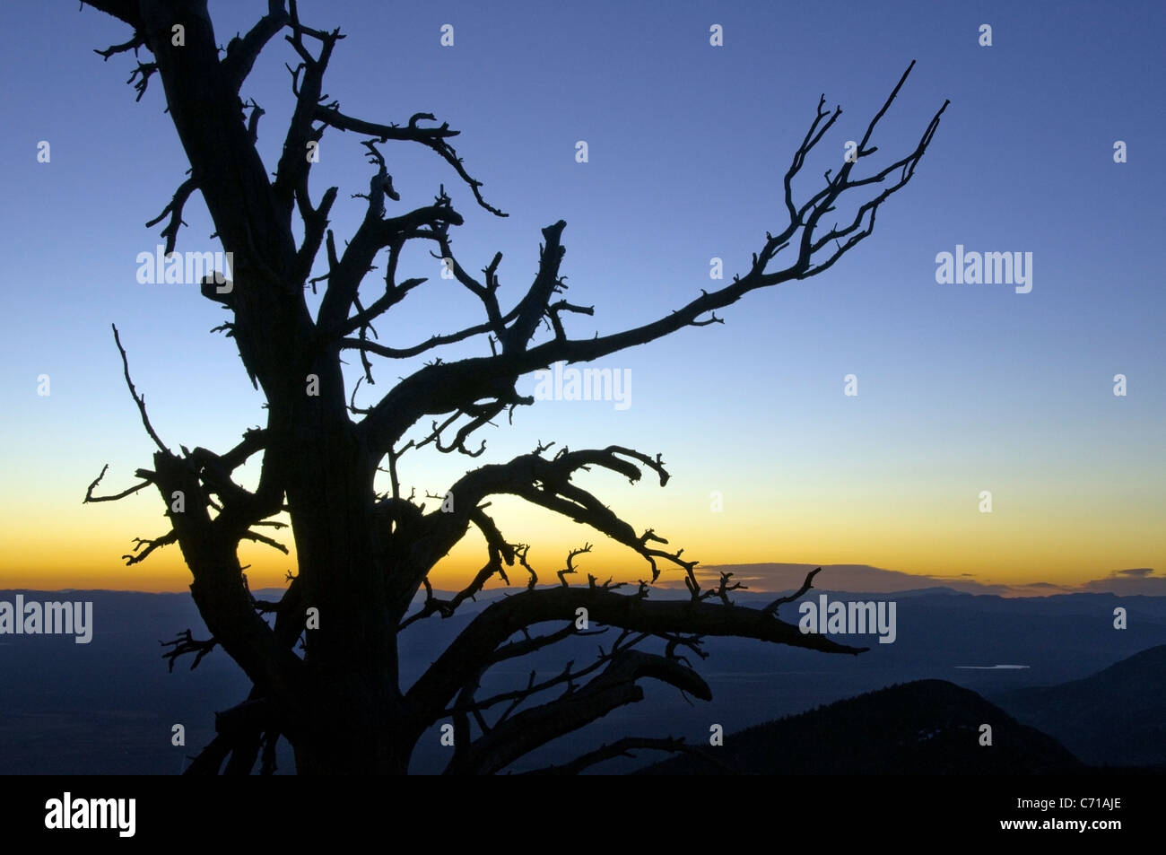 La silhouette d'un arbre au lever du soleil dans le Parc National du Grand Bassin, NV. Banque D'Images