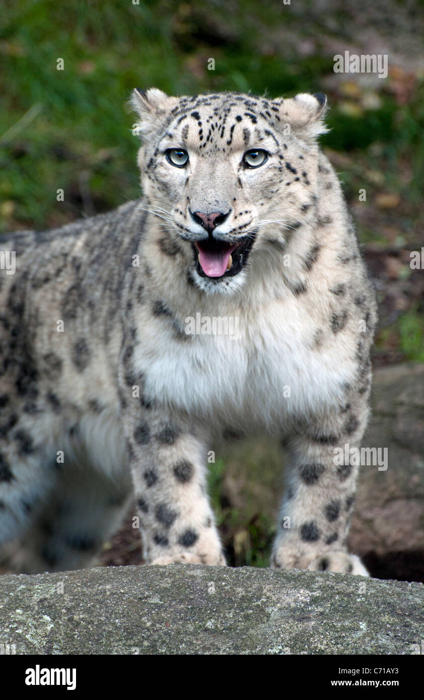 Snow Leopard debout sur rock Banque D'Images