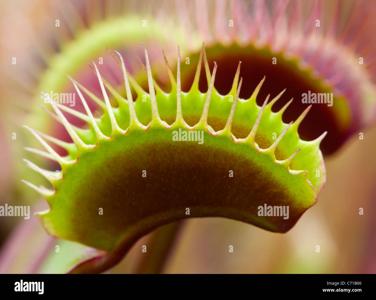 DIONAEA MUSCIPULA, Venus Fly Trap Banque D'Images