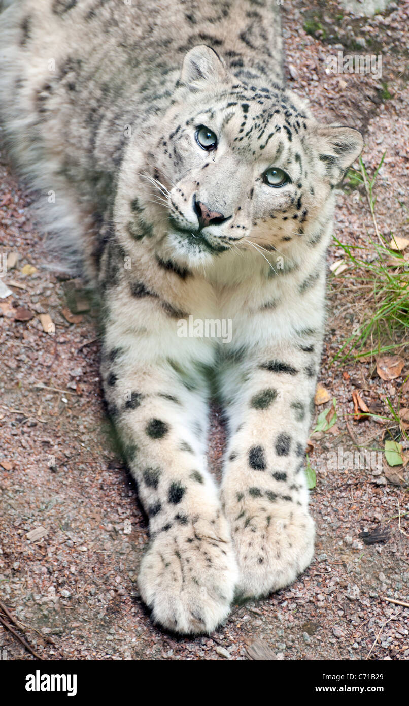 Snow leopard à up at camera Banque D'Images